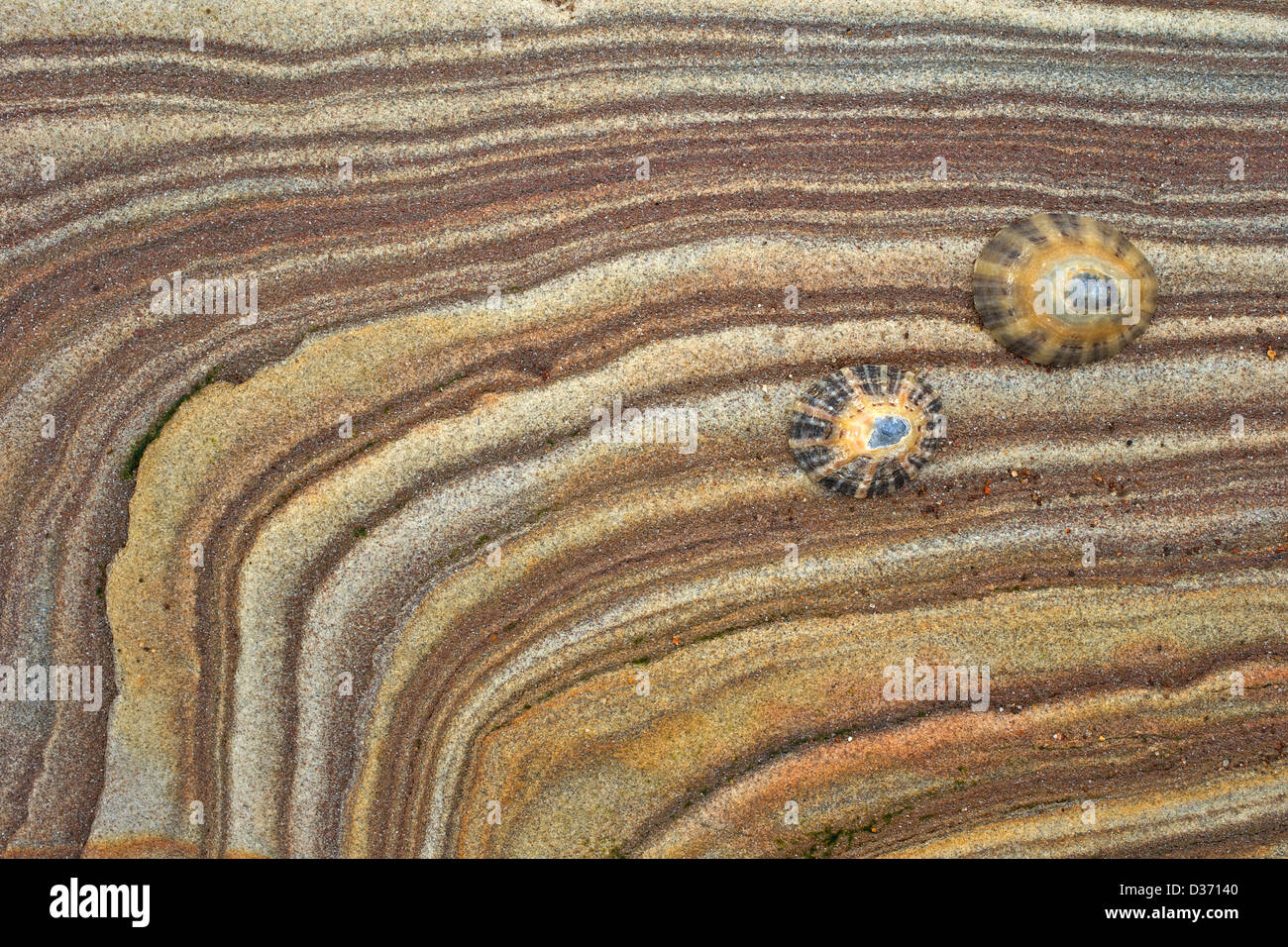 Limpet gusci su roccia arenaria, Northumberland, nord-est Inghilterra, Regno Unito, GB Foto Stock