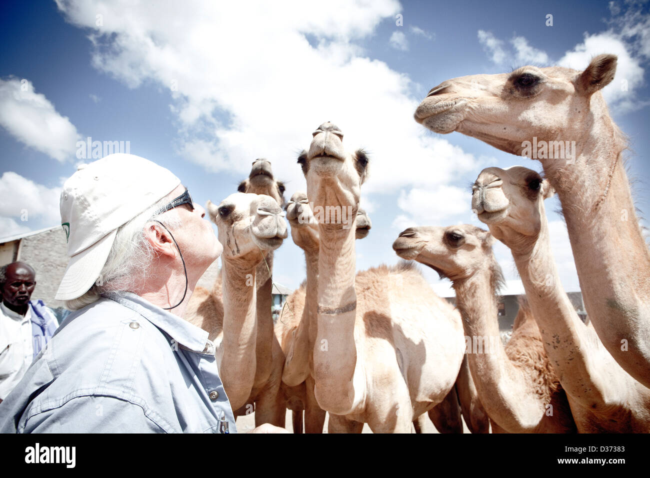 Un turista occidentale teasing i cammelli nel mercato del bestiame in Hergeisa, il Somaliland. Foto Stock