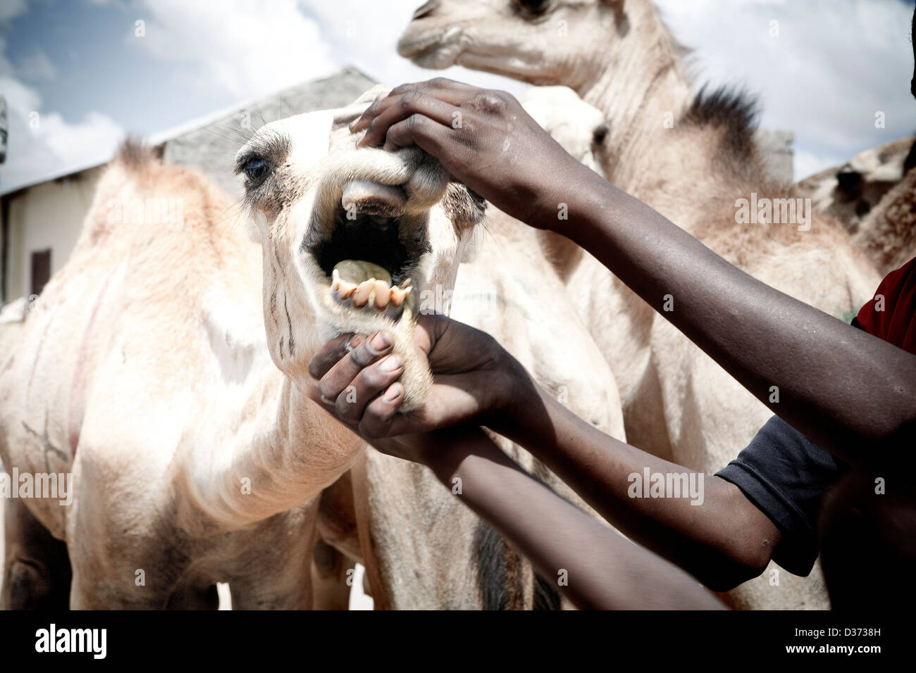 Cammelli nel mercato del bestiame in Hergeisa, la capitale del semi-autonoma nel paese del Somaliland. Foto Stock