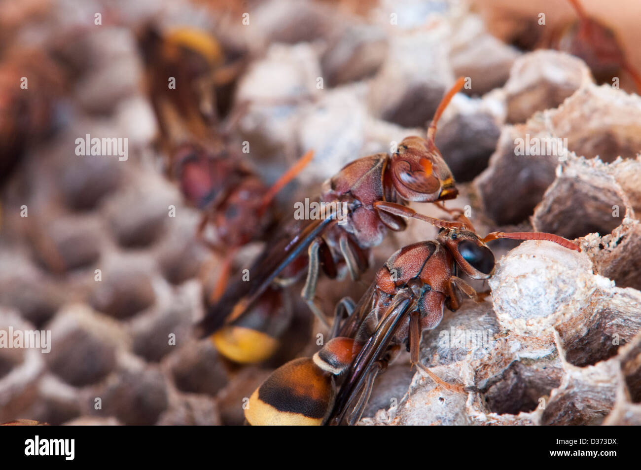 Nido di calabroni immagini e fotografie stock ad alta risoluzione - Alamy