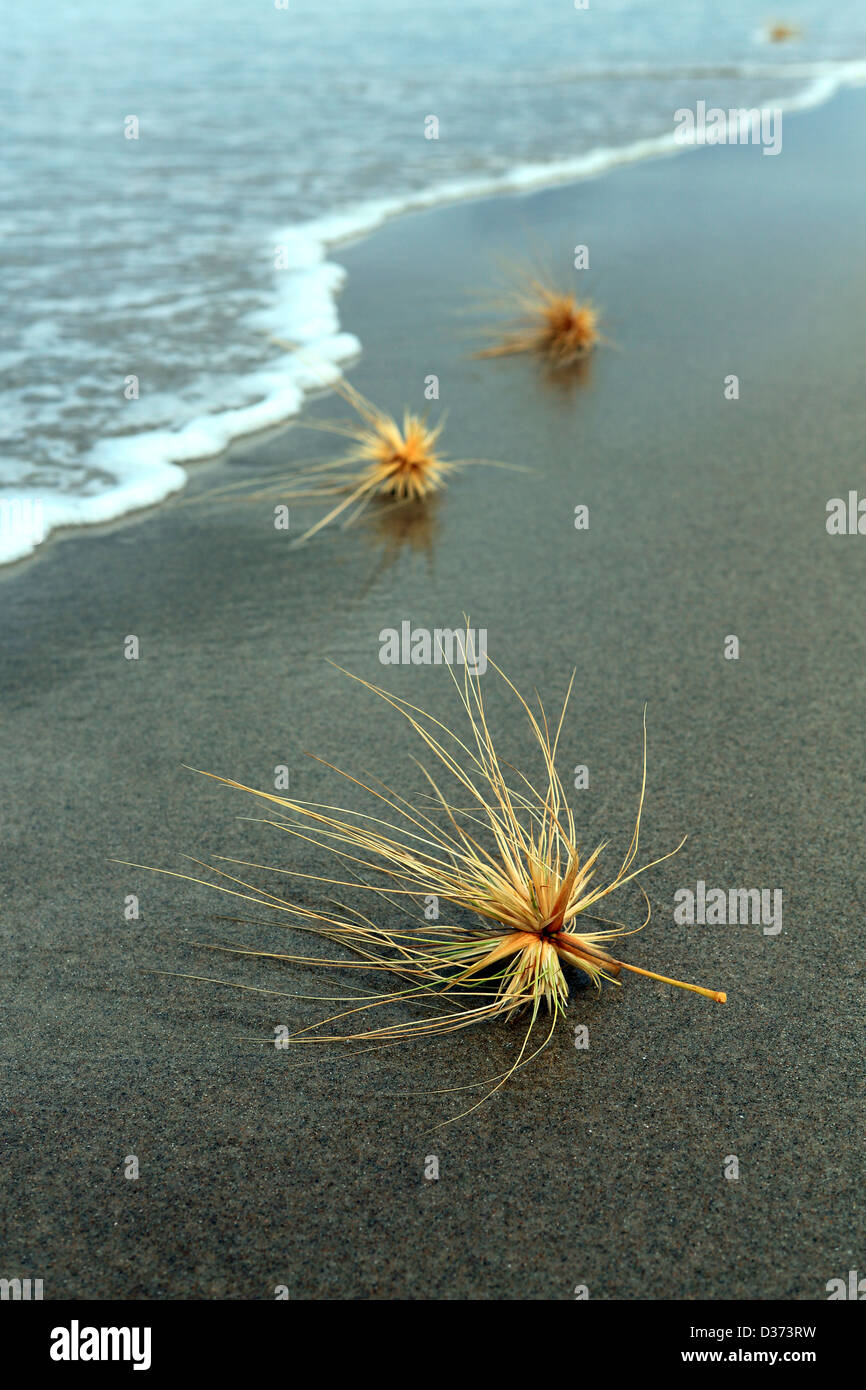 Spinifex erba costiere sulla sabbia a Mangawhai capi spiaggia. Foto Stock