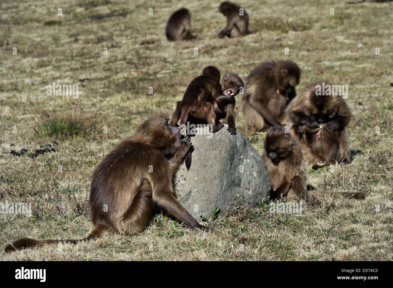 Gruppo di babbuino Gelada, Simien Mountains, Etiopia Foto Stock