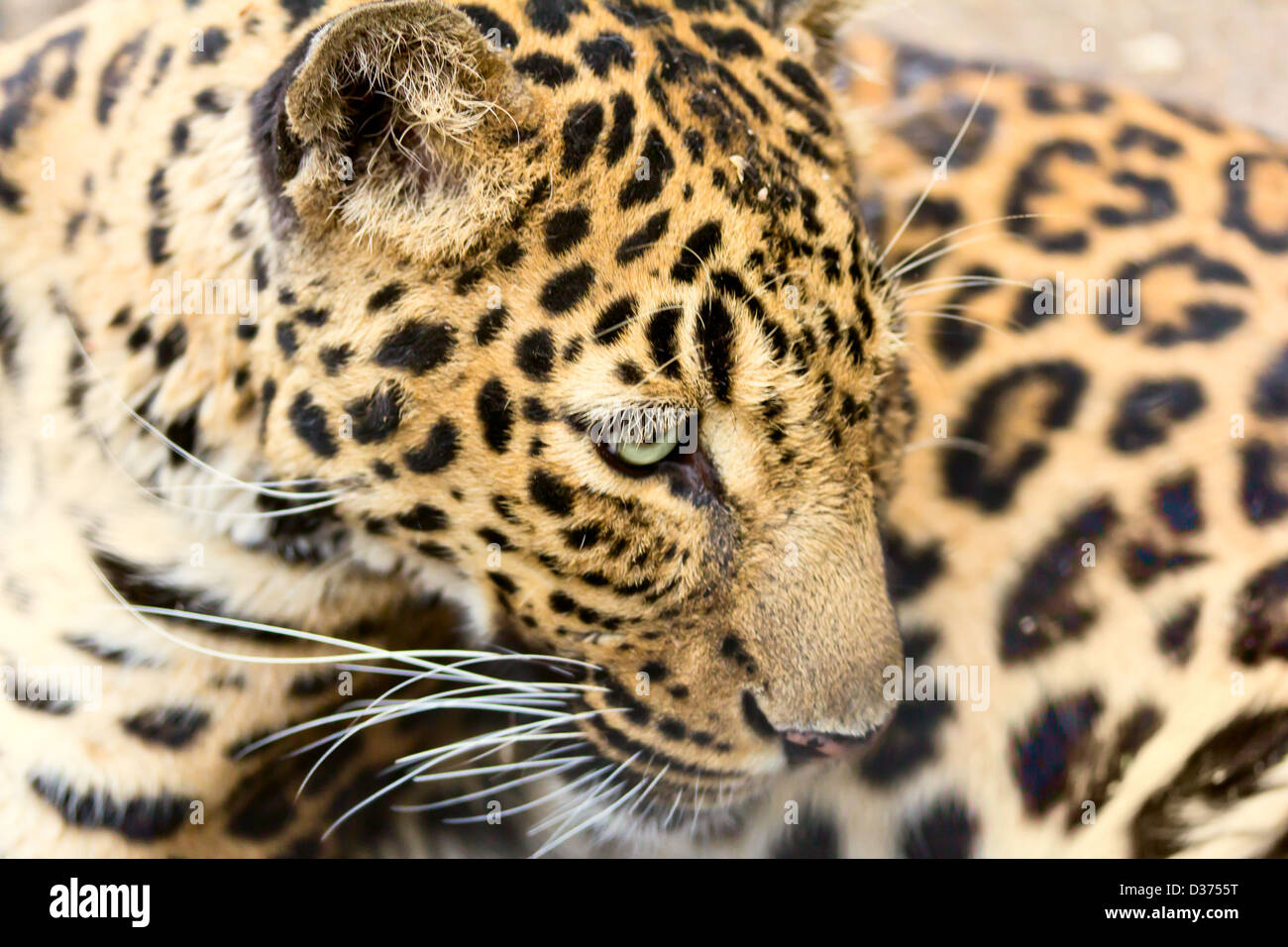 testa di leopardo Foto Stock