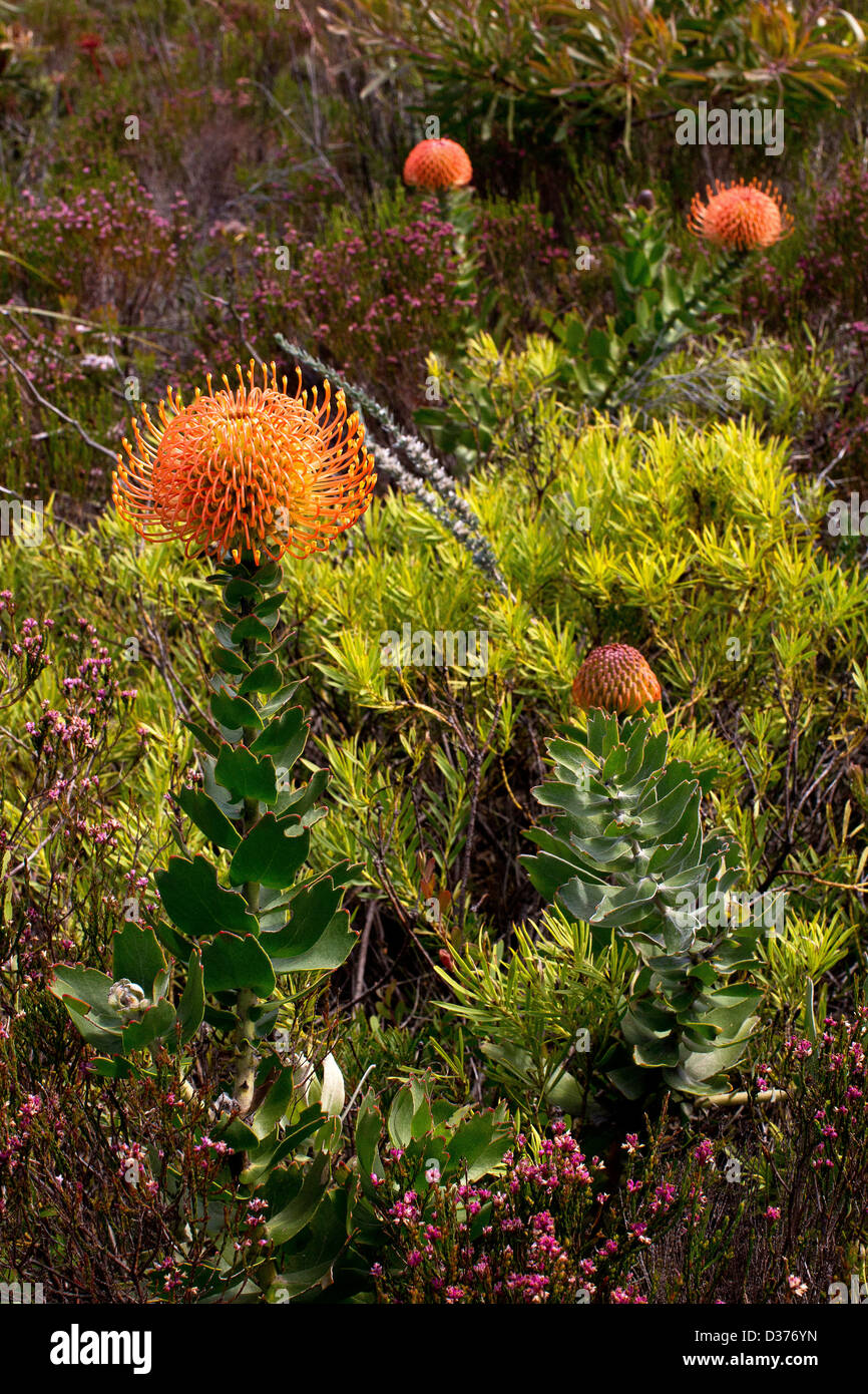 Pincussion Protea crescendo in campo nella Western Cape Foto Stock
