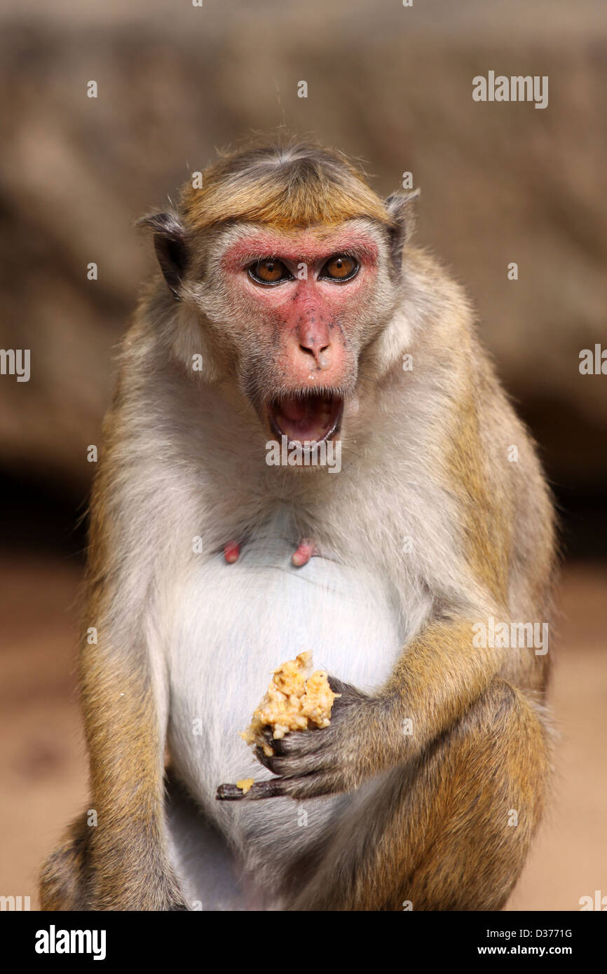 Toque Macaque Macaca sinica Foto Stock