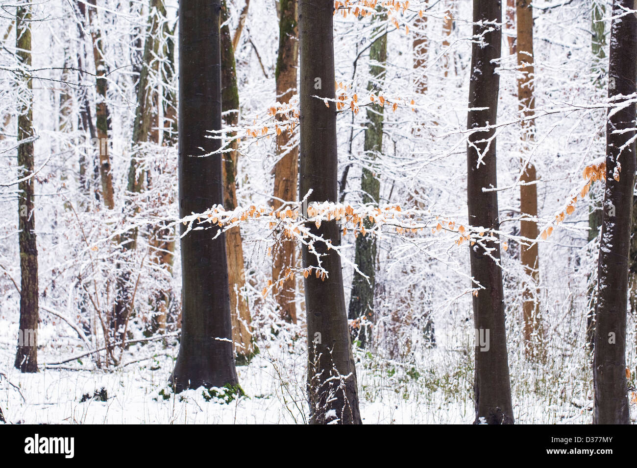 Alberi decidui in un bosco d'inverno. Foto Stock