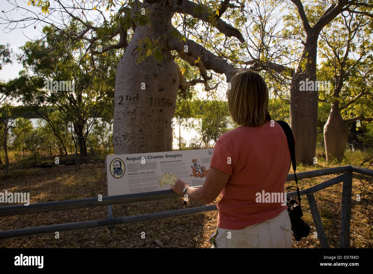 Boab tree, Gregorio, il Parco Nazionale del Territorio del Nord, l'Australia Foto Stock