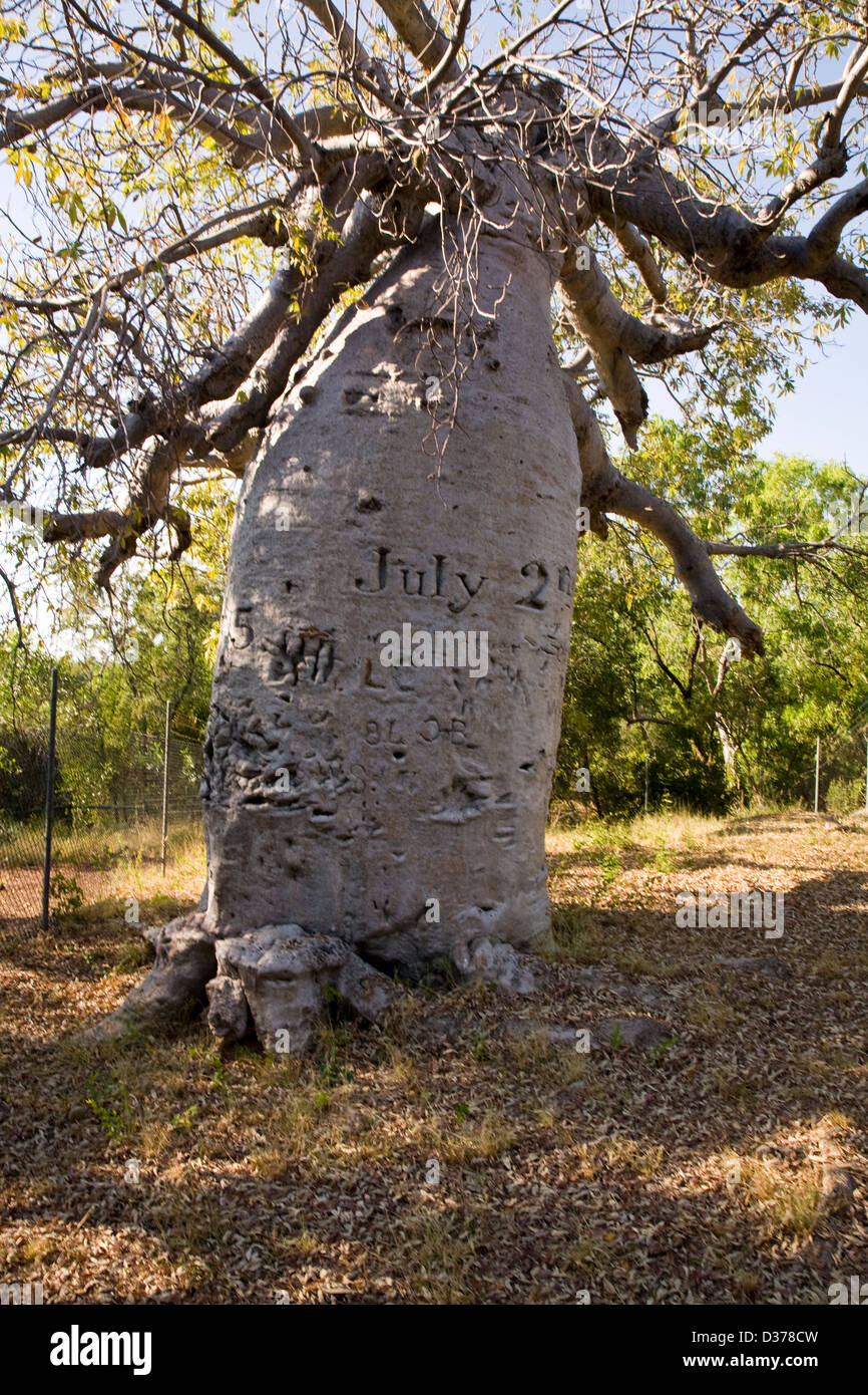 Boab tree, Gregorio, il Parco Nazionale del Territorio del Nord, l'Australia Foto Stock