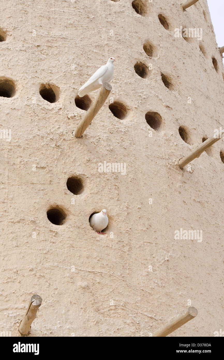 Colombe bianche si appoggiano su una colomba house a Doha, in Qatar Foto Stock
