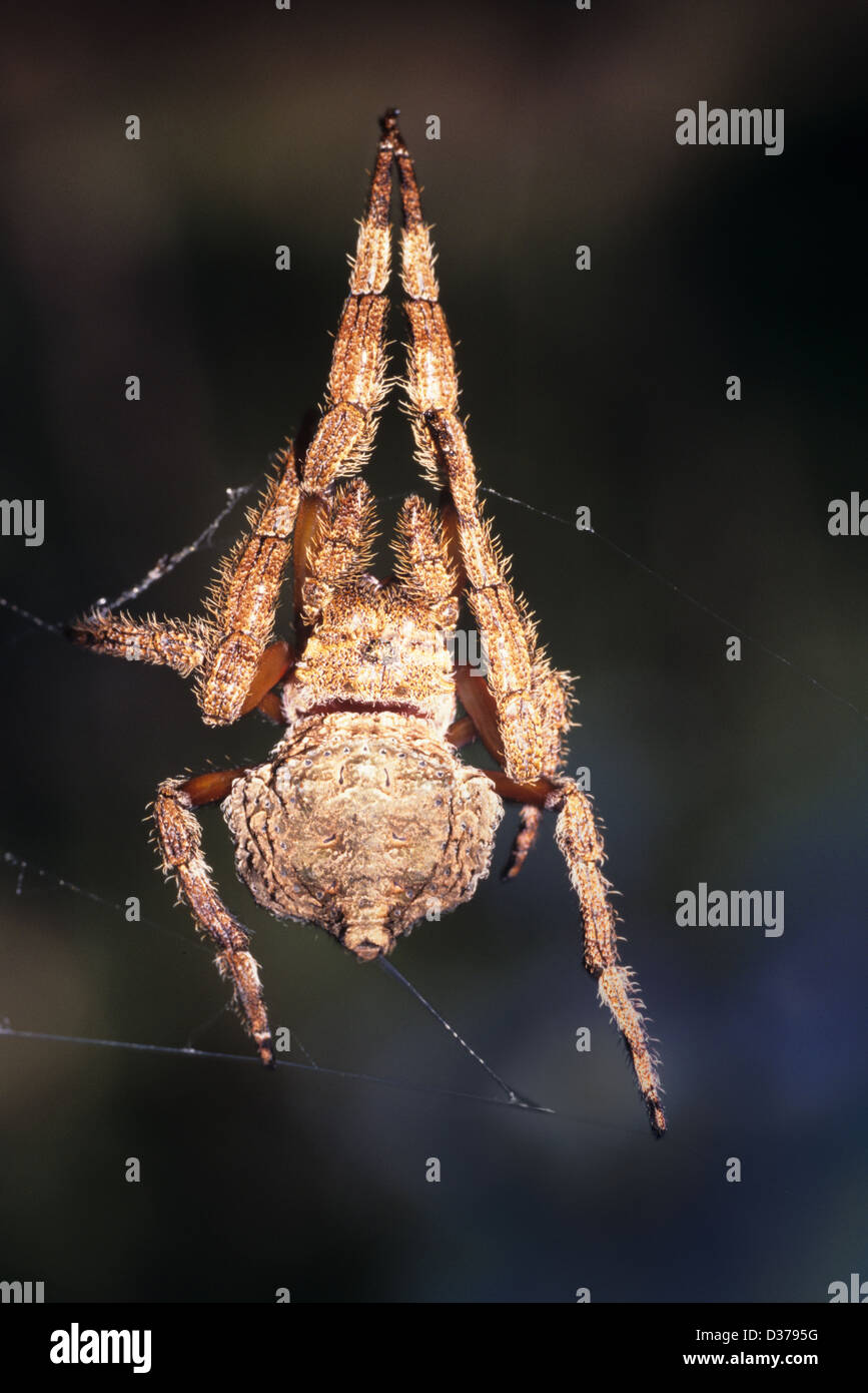 Common Bark Spider & Silk thread, Caerostris scexruspidata aka Caerostris alberi mitralis specie vivente nella foresta pluviale al Parco Nazionale Ranamafana Madagascar. Trovato in Africa meridionale e Madagascar. Foto Stock