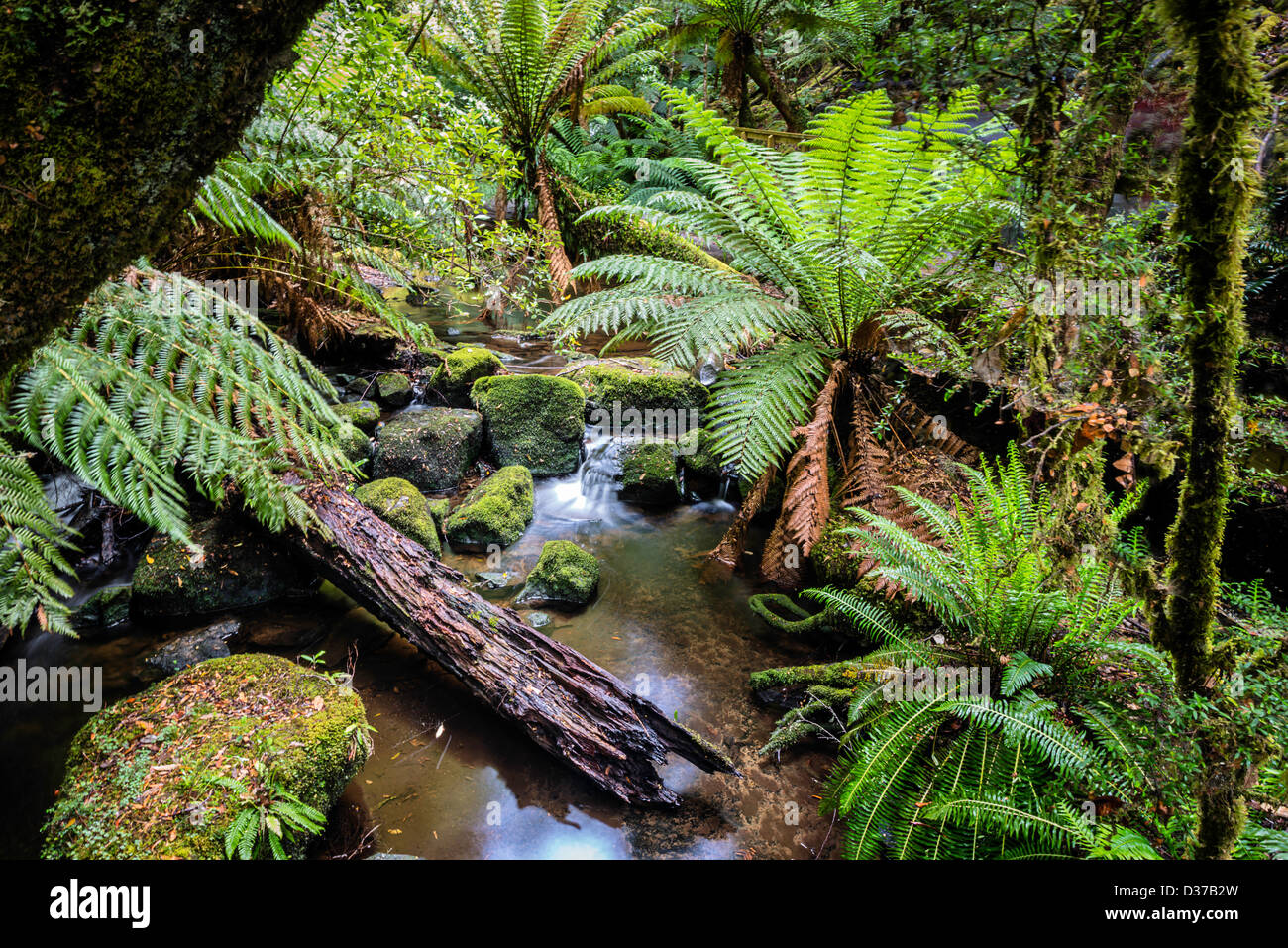 Un flusso tranquillo circondato da splendide felci in una foresta nella natura selvaggia della Tasmania, Australia. Foto Stock