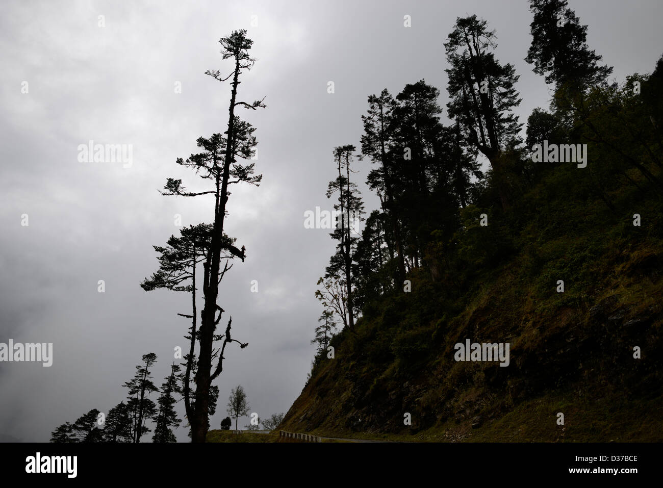 Strada da Wangdue Phodrang Dzong di Pele la pass,incantevole cyprees himalayana tress,tra le nuvole drammatico,36MPX,Hi-res Foto Stock