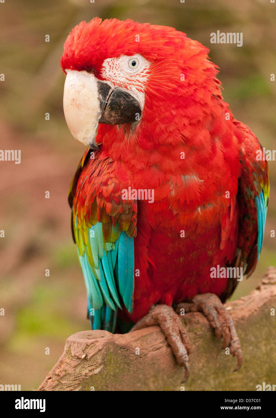 Greenwing Macaw, il rosso e il verde Macaw, rosso e blu Macaw ( Ara chloroptera ) arroccato su terreni fangosi log Foto Stock