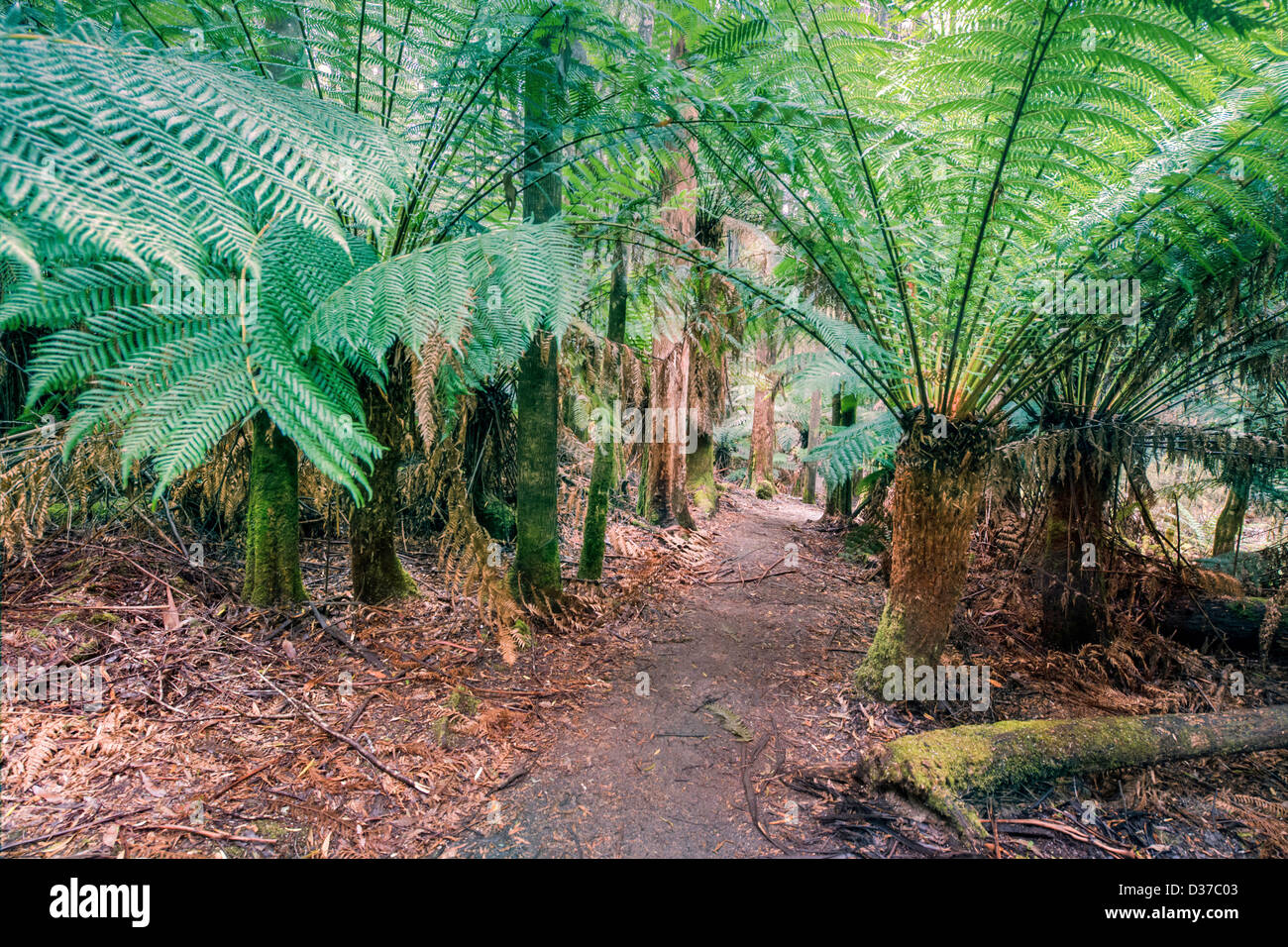 Un sentiero per passeggiate fiancheggiato da felci alberate nel Mt Field National Park, Tasmania, Australia. Foto Stock