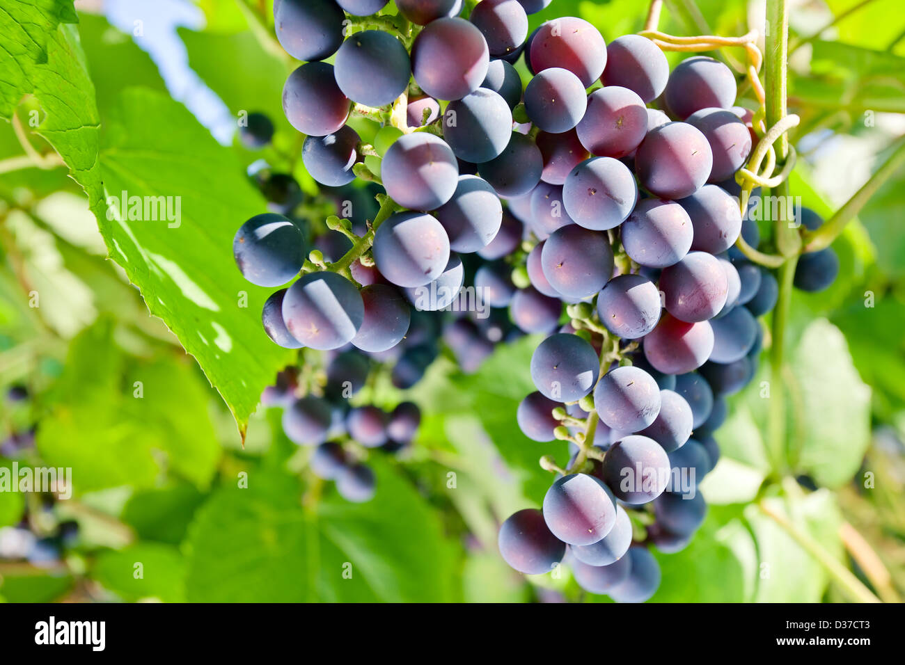 Uva rossa in vigneto nella giornata di sole. Foto Stock