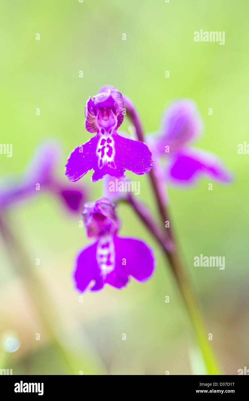 Verde Orchidea venato in inglese prato estivo Foto Stock