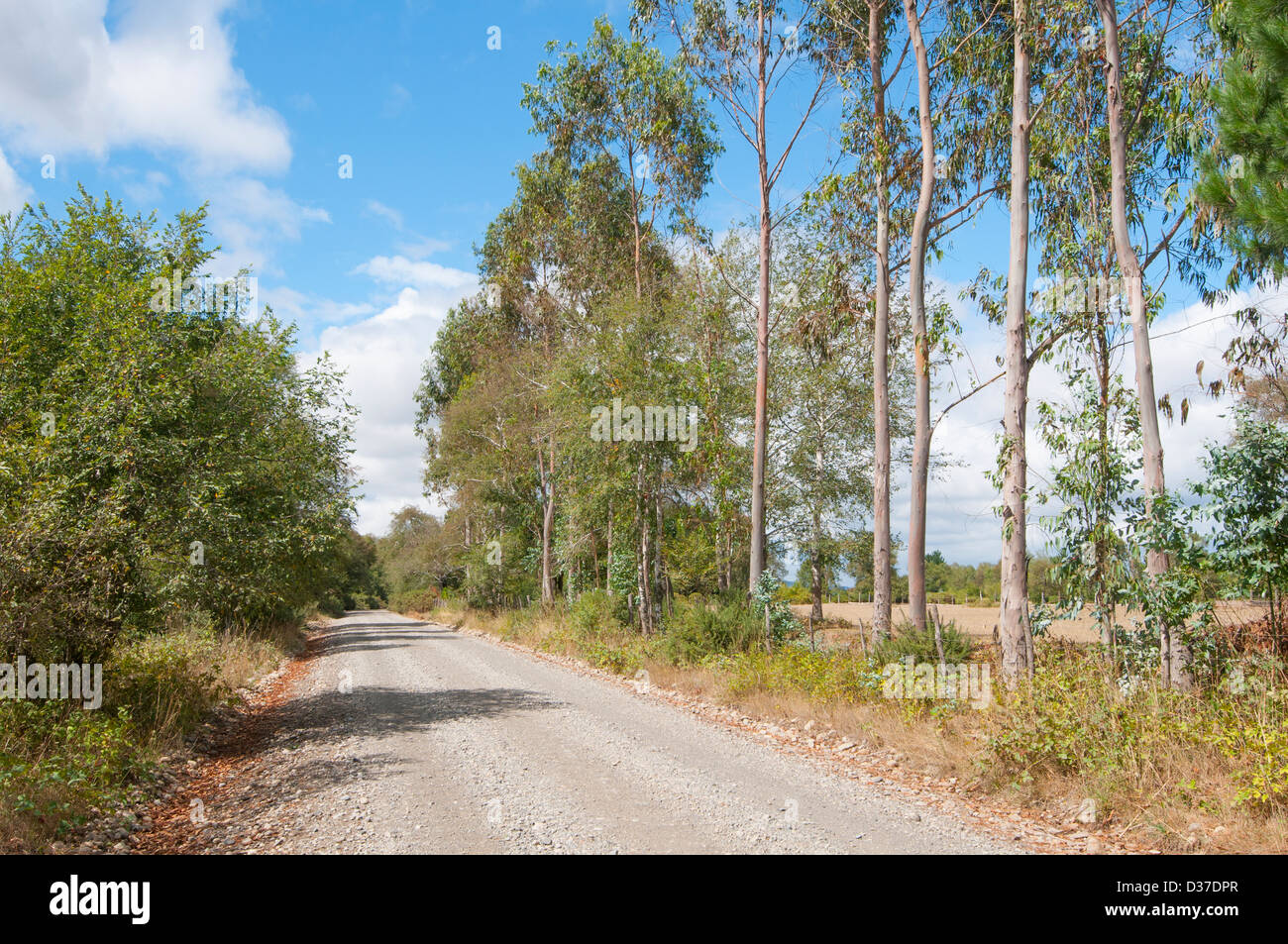 Strada rurale massa nel sud del Cile in estate giornata di sole Foto Stock