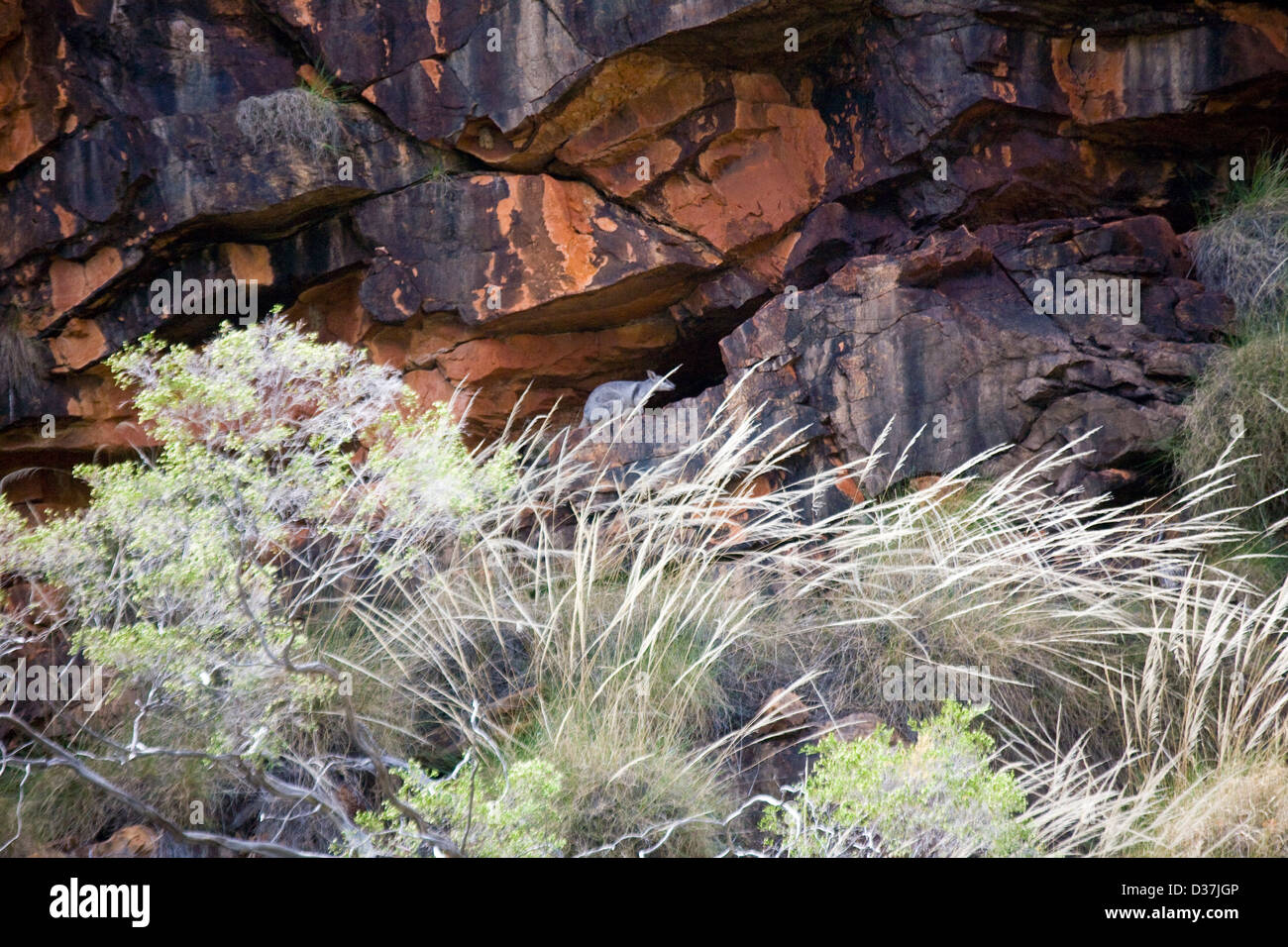 Corto-eared rock wallaby (Petrogale brachyotis) abitano le Grotte di arenaria e le fessure fodera Talbot Bay, Westen Australia Foto Stock