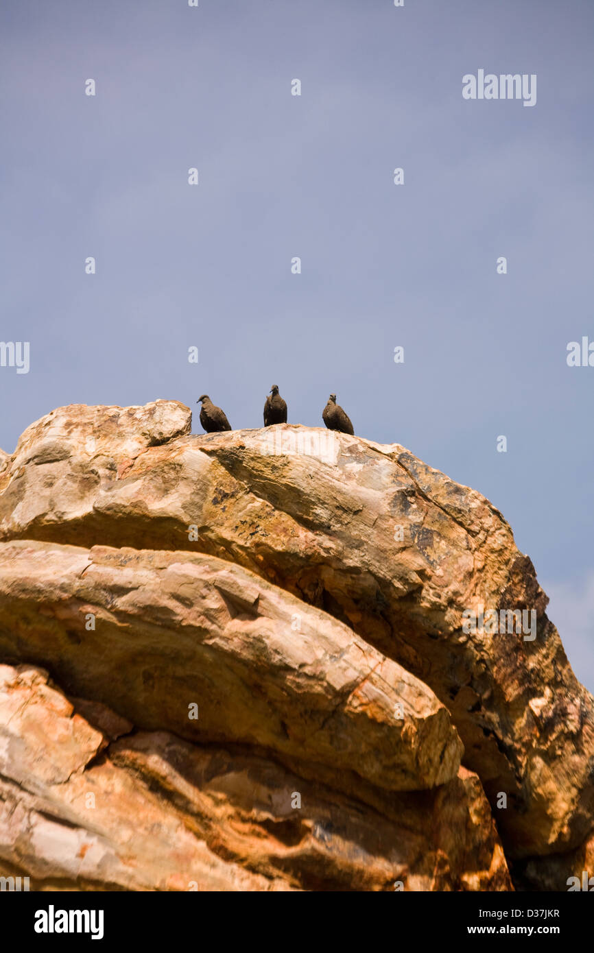 Un trio di bianca roccia quilled piccioni pesce persico sulla cima di un masso di arenaria nella baia di Talbot, regione di Kimberley, Western Australia. Foto Stock
