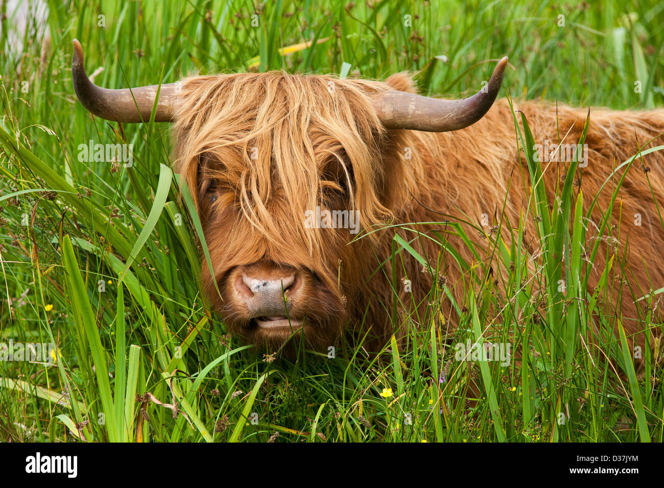 Un ritratto di un altopiano di bestiame bovino o vacca o Kyloe in un campo nelle Highlands scozzesi Foto Stock
