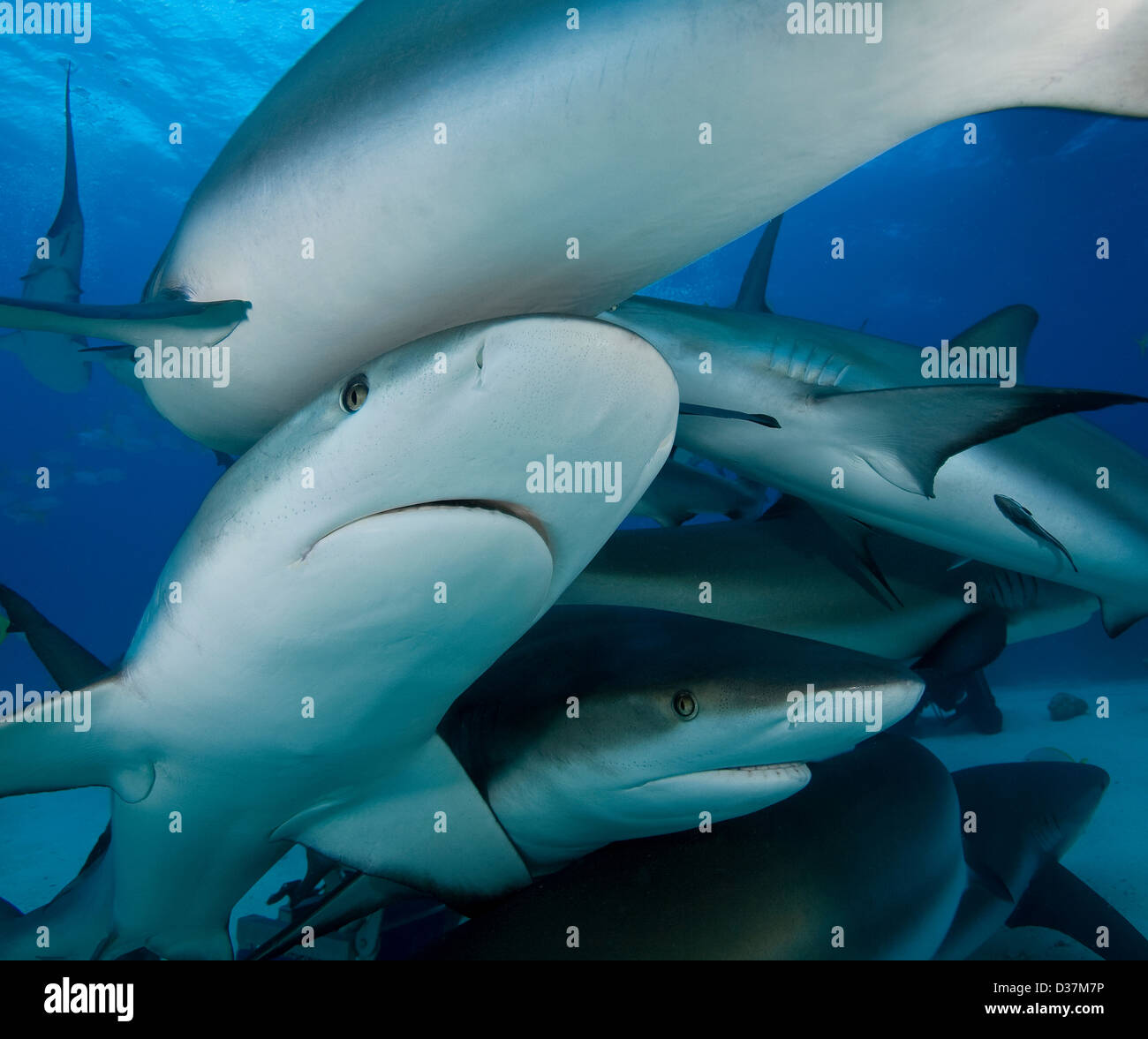 Gli squali nuotare sott'acqua Foto Stock