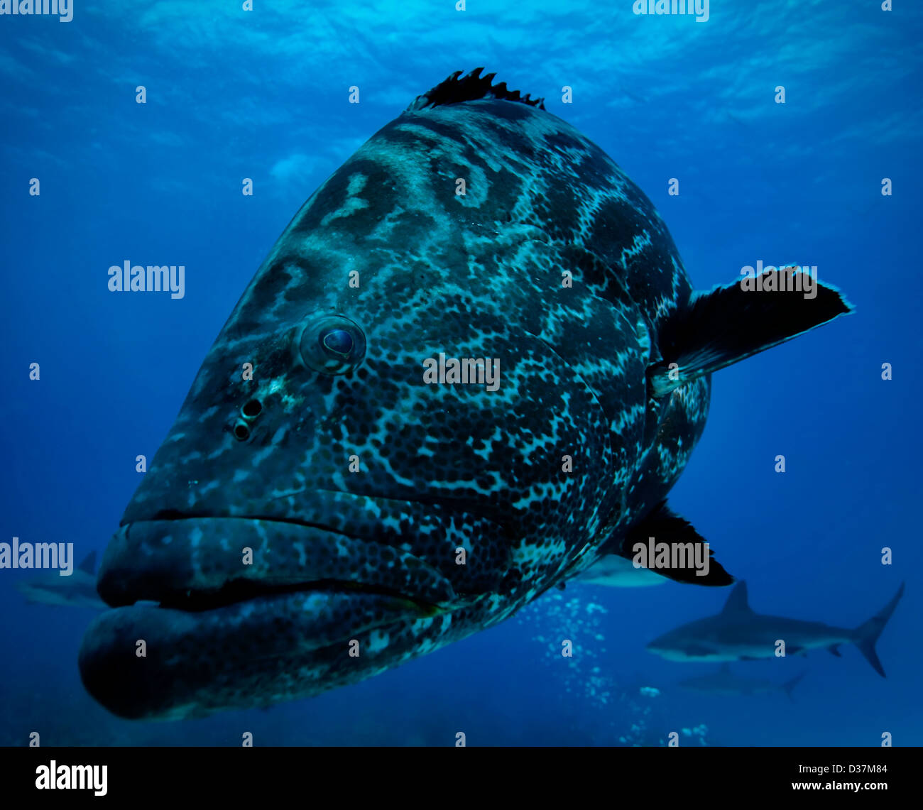 Pesce e shark nuoto sott'acqua Foto Stock