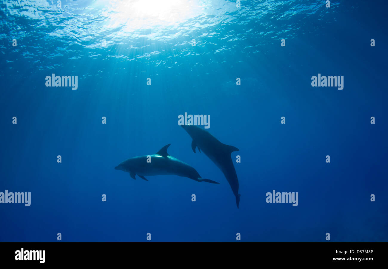 I delfini nuotare sott'acqua Foto Stock