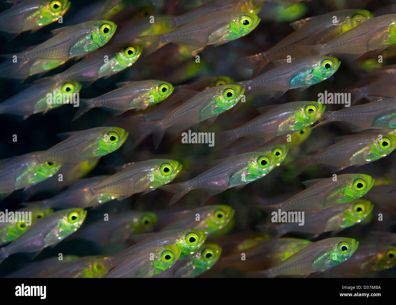 Close up di pesci colorati underwater Foto Stock