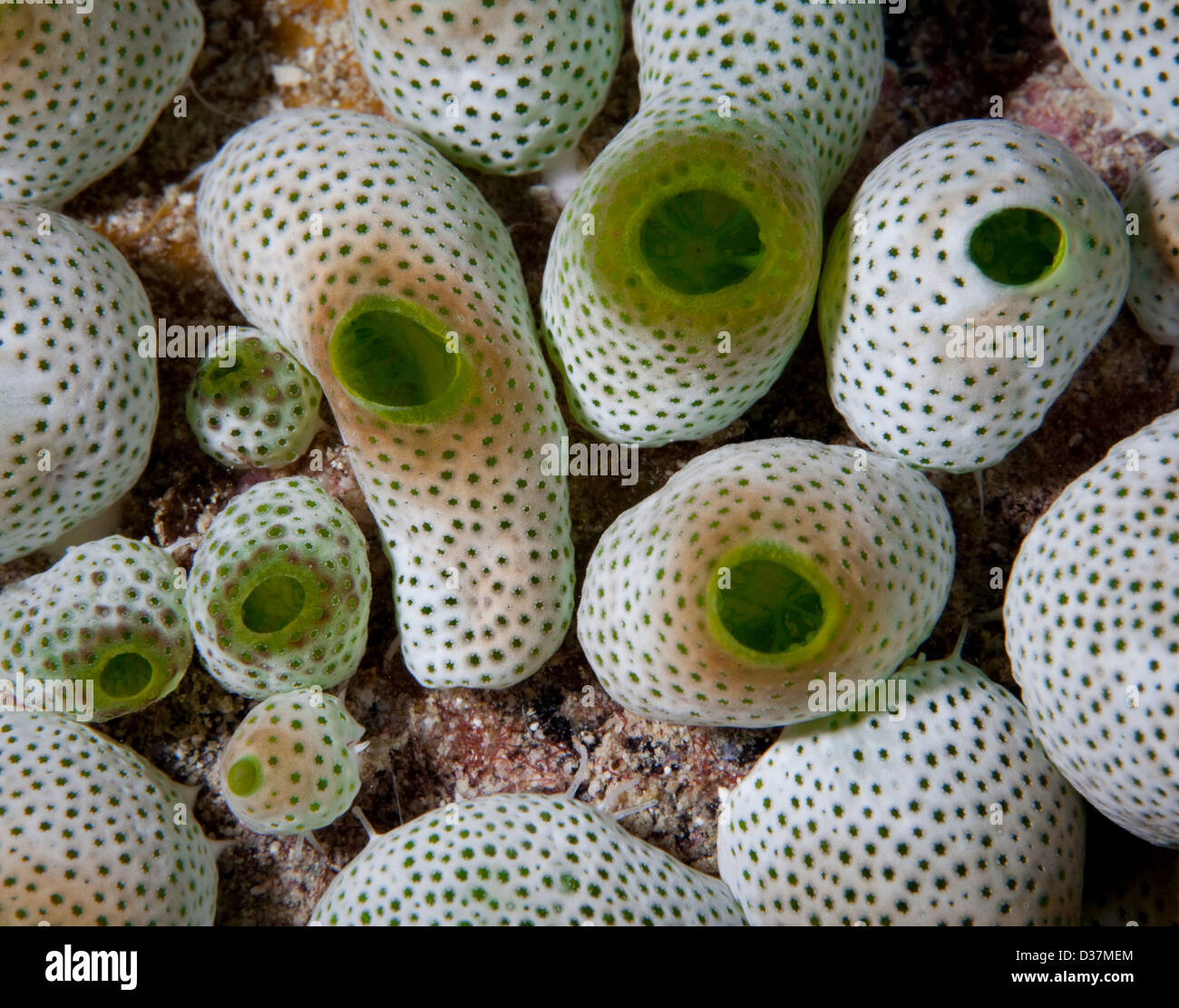 Close up di colorate piante sottomarine Foto Stock