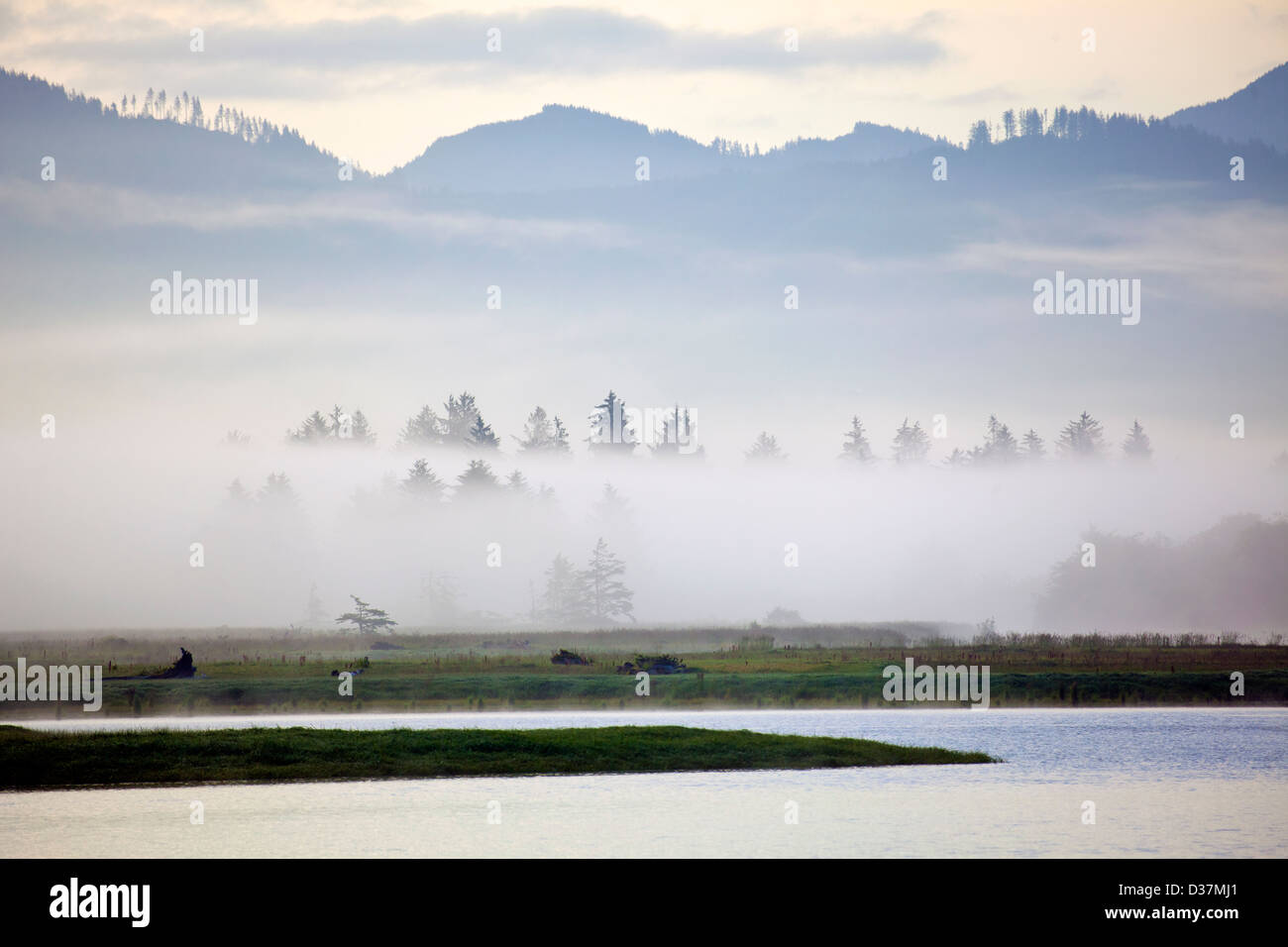 O01030-00...OREGON - Alba Tillamook Bay con alberi nella nebbia. Foto Stock