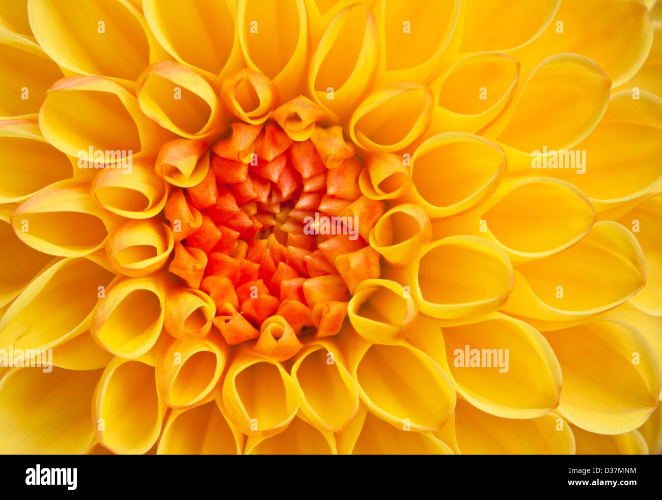 Close up di un giallo Fiore Dahlia testa Foto Stock