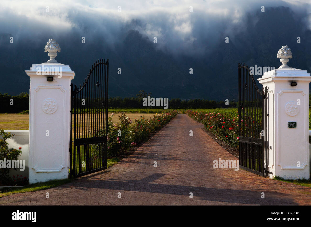 Insieme a Città del Capo in Sud Africa è un agriturismo si possono visitare per vedere le rose e dispongono di set per la preparazione di tè una bella impostazione contro la montagna Foto Stock
