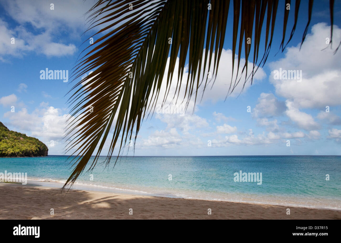 Palm tree che pende sulla spiaggia tropicale Foto Stock