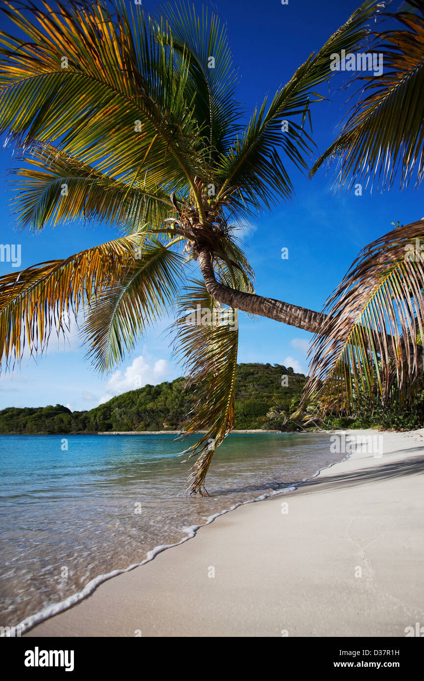 Palm tree appoggiata sulla spiaggia tropicale Foto Stock