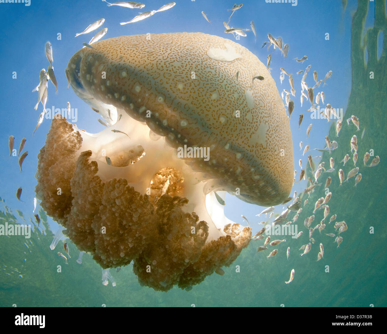 Medusa nuoto sott'acqua Foto Stock