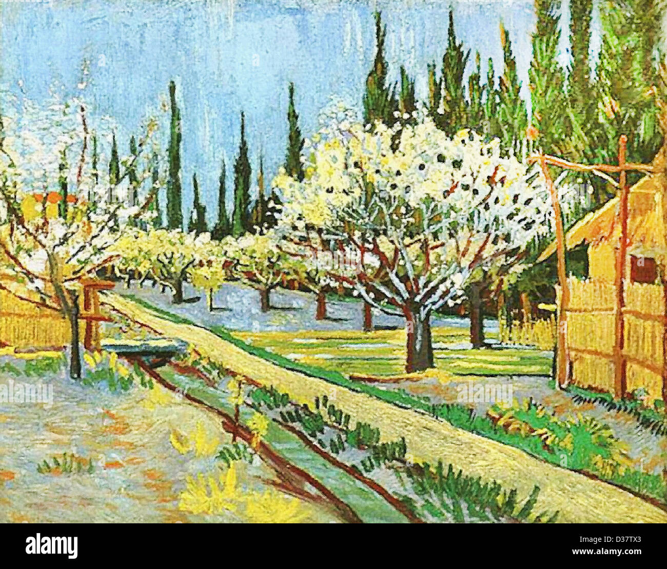 Vincent van Gogh, per frutteti in fiore, delimitata da cipressi. 1888. Post-Impressionism. Olio su tela. Foto Stock