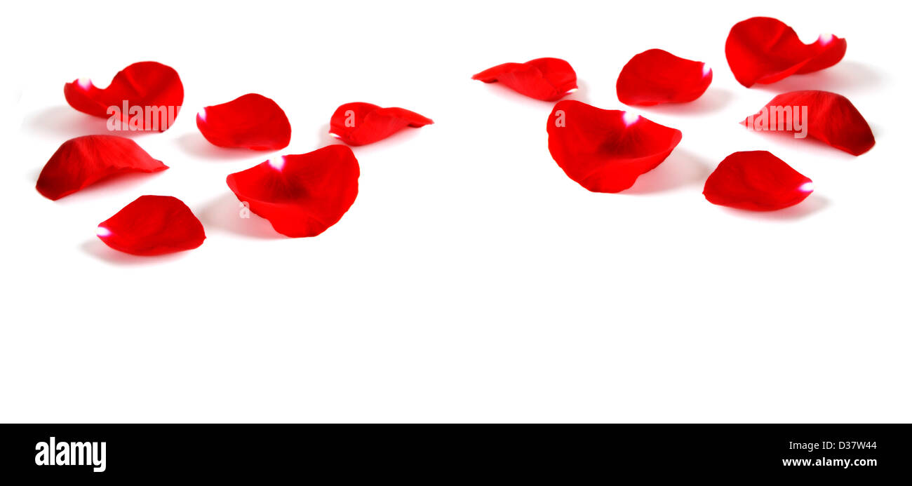 Più rosso dei petali di rosa isolato su sfondo bianco Foto Stock