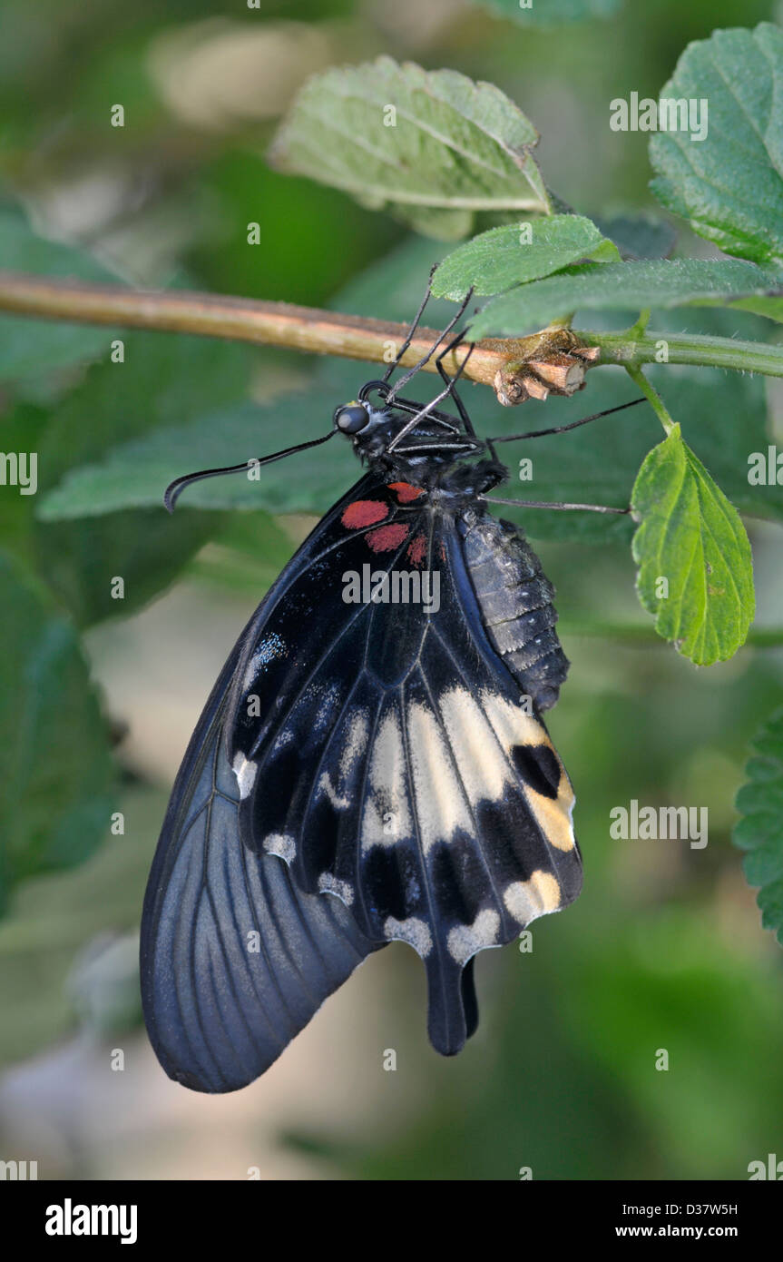 A coda di rondine asiatici butterfly: Papilio lowi. Casa delle farfalle, Surrey, Inghilterra Foto Stock