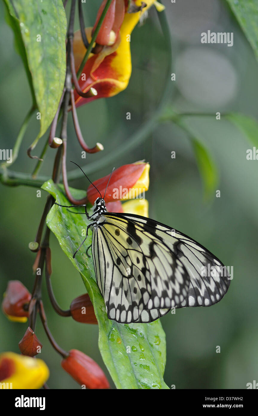 Ninfa struttura butterfly: Idea leuconoe. Sulla vite di clock, Butterfly House, Surrey, Inghilterra Foto Stock