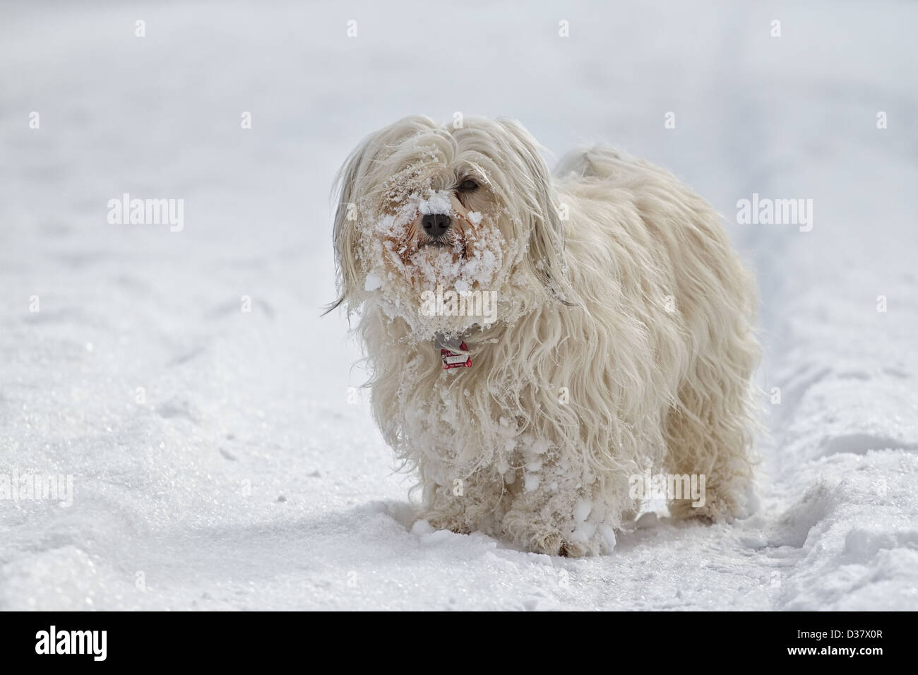 Cane (havanese) in piedi nella neve e il suo mantello è piena di Snow Globe Foto Stock