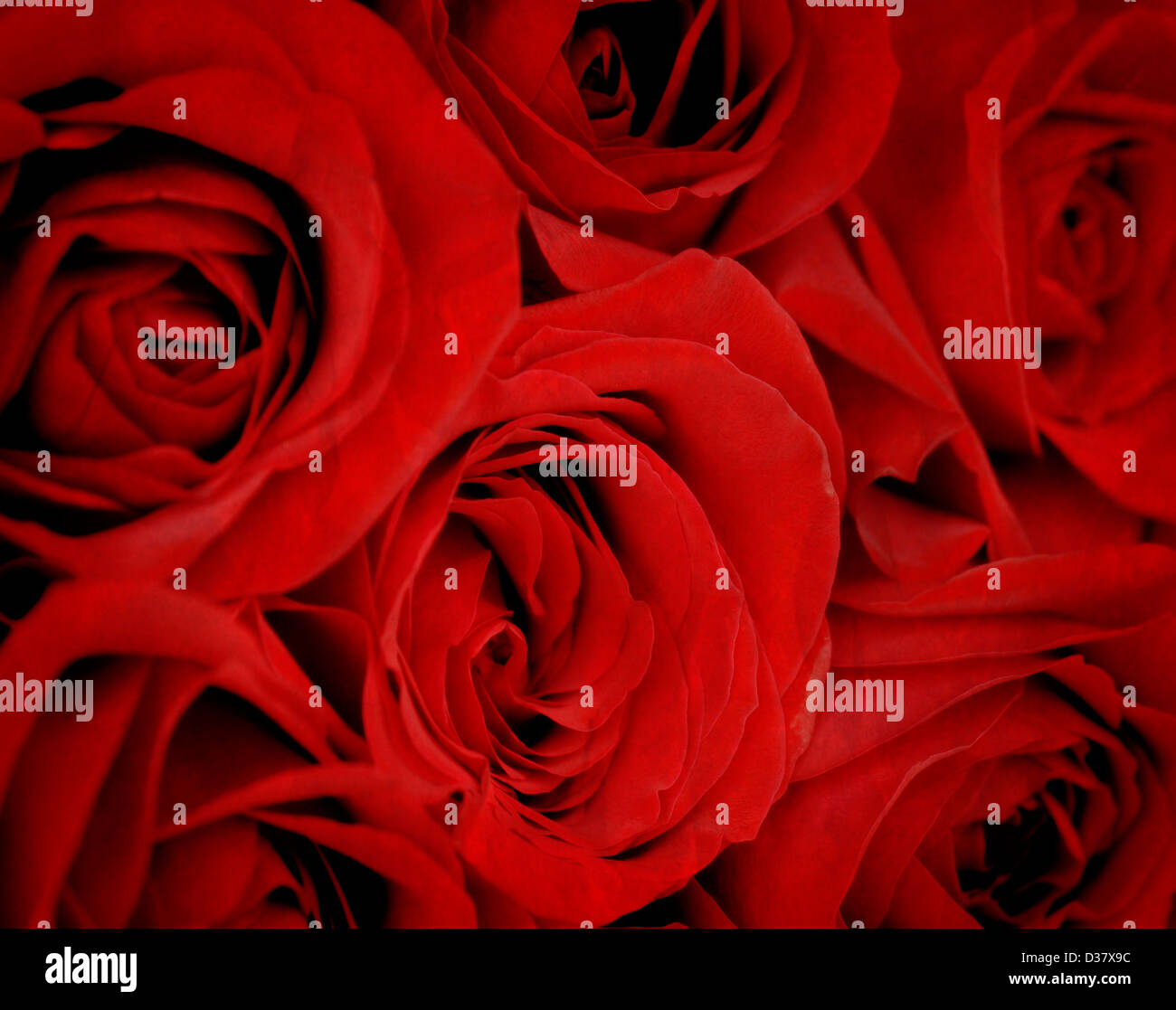 Numerose rose rosse in un grappolo Foto Stock