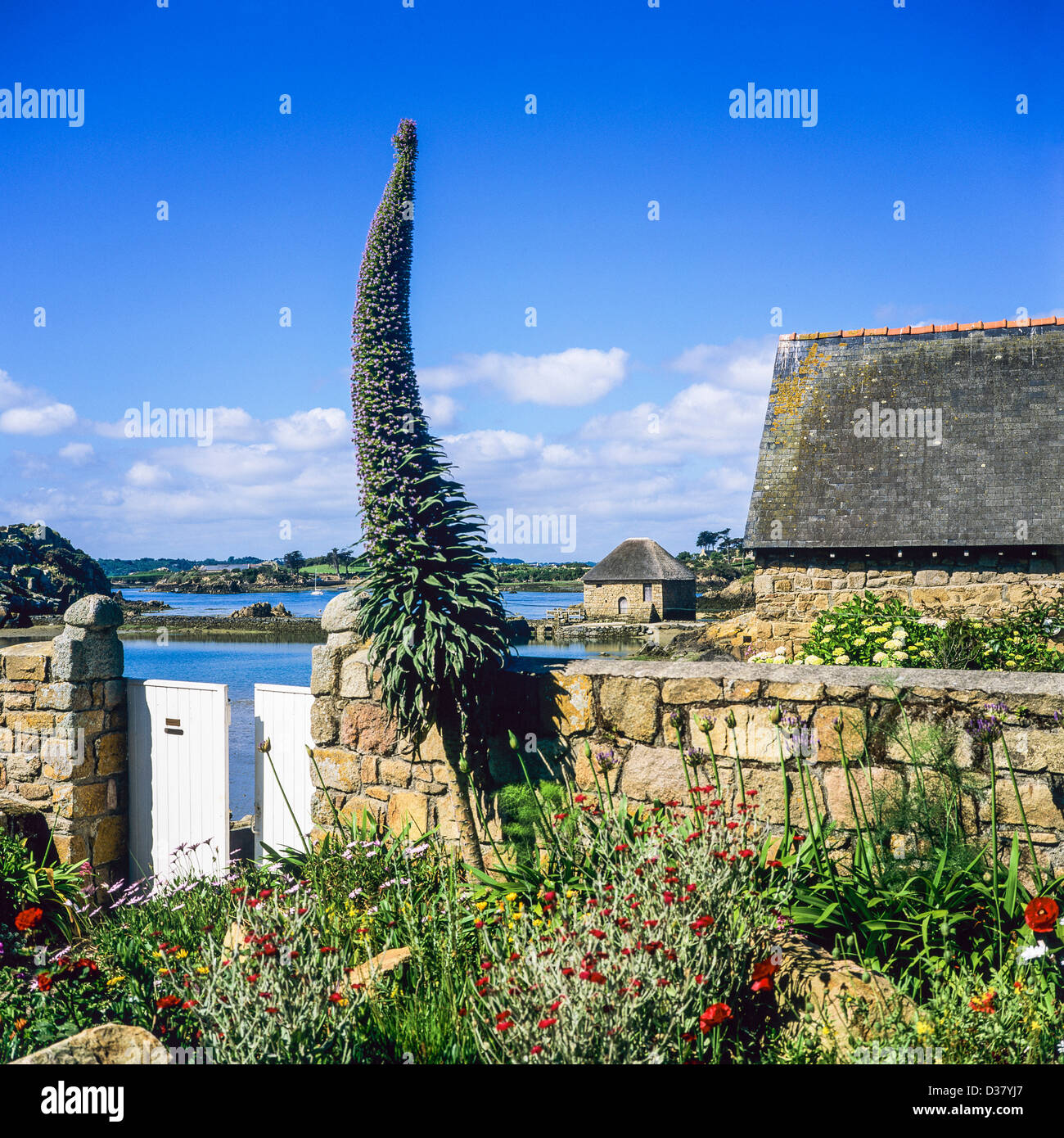 Il gigante della Viper bugloss davanti la casa e 'Birlot' mulino di marea del xvii secolo "Bréhat' isola Bretagna Francia Foto Stock