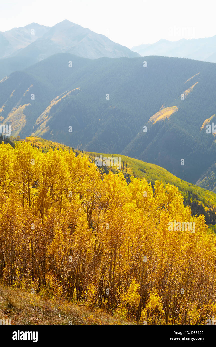 Stati Uniti d'America, Colorado, Autunno paesaggio con alberi di Aspen Foto Stock