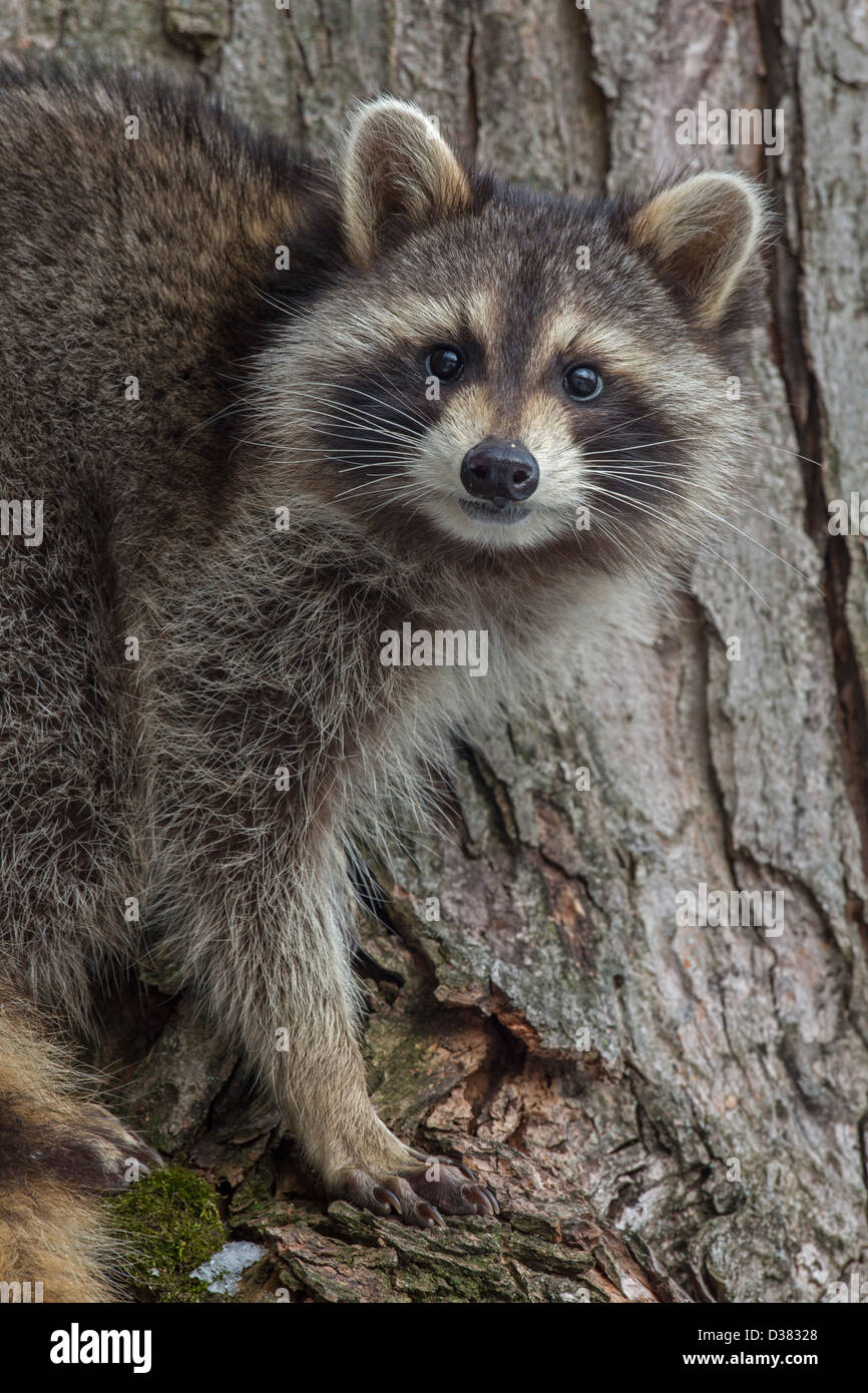 Procione ( Procione lotor), New York, nella struttura ad albero Foto Stock