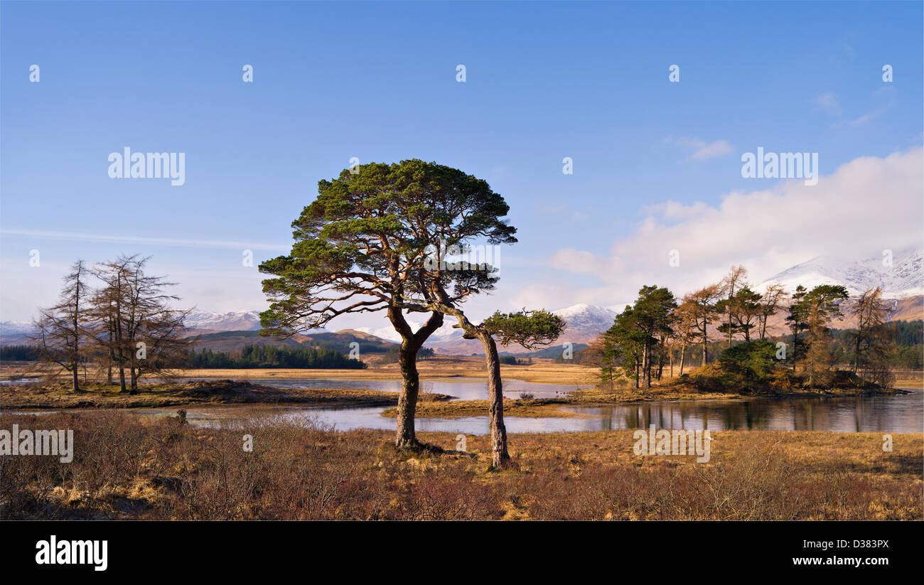 Gruppi di conifere in un paesaggio selvaggio di lontane montagne innevate a Loch Tulla, Rannoch Moor, Scozia Foto Stock