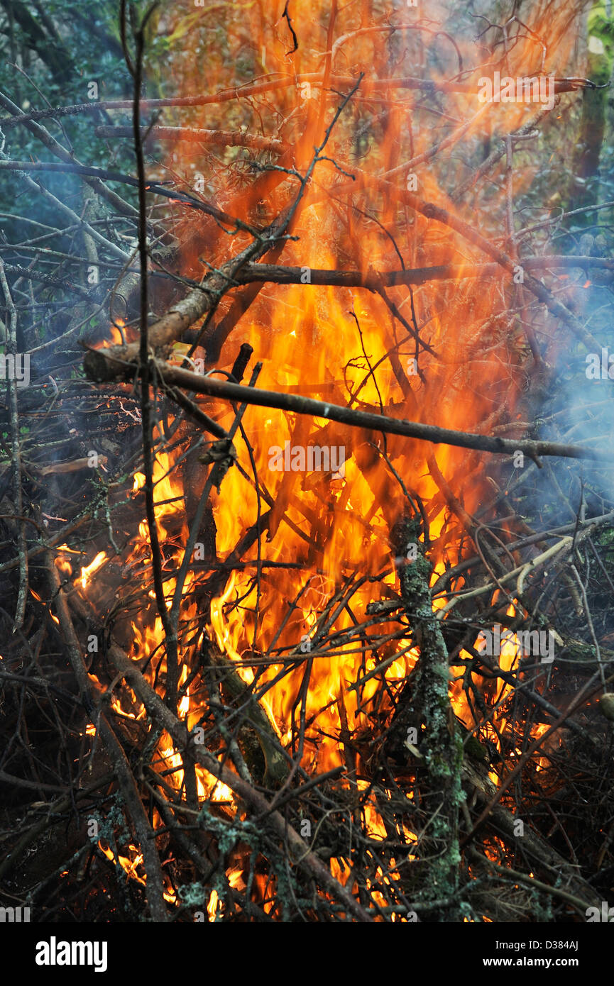 Fuoco all'aperto, giardino di masterizzazione detriti e ritagli di diramazione Foto Stock