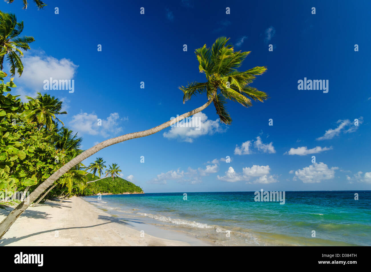 Un albero di palma su una spiaggia di sabbia bianca e mare turchino dei Caraibi acqua Foto Stock