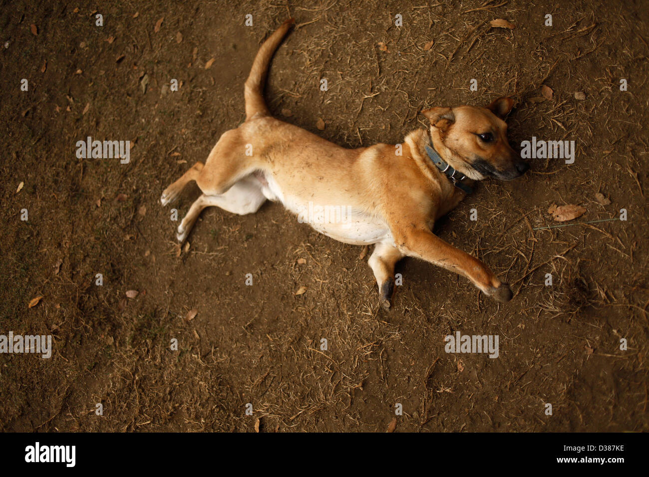 Un cane amputato svolge presso il 'Milagros Caninos,' o cani cane miracoli nel Santuario Xochimilco, Città del Messico Foto Stock