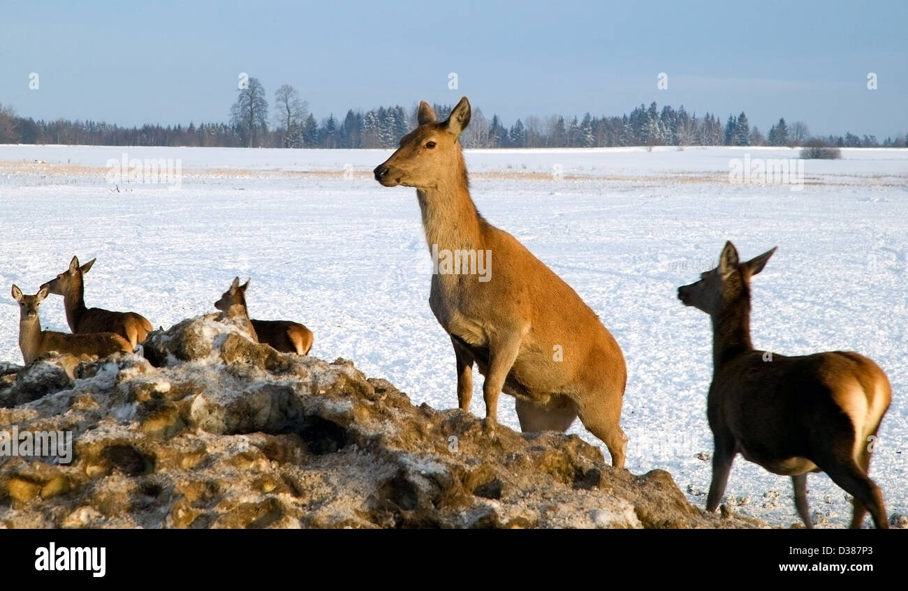 Una mandria di cervi nei campi in inverno Foto Stock