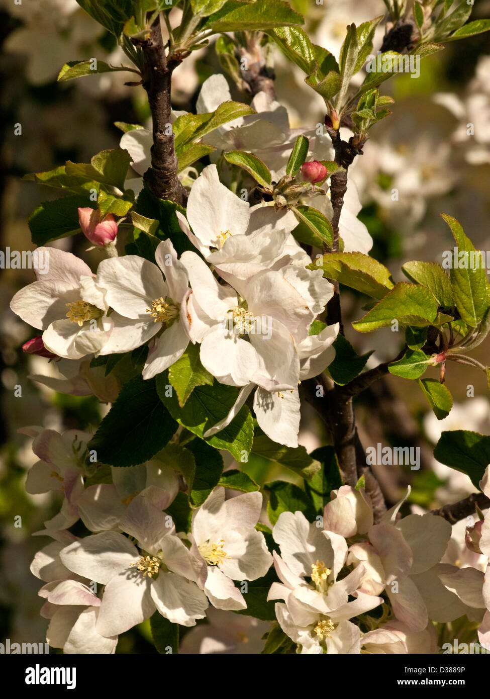 Fiore di melo Foto Stock